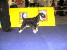 Melody WORLD DOG SHOW 2009