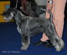 Bonetta Detta WORLD DOG SHOW 2009