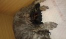 puppies born . 9.5.2016 mother-Bonetta Detta z Romoru+ Frost Gloria Leones