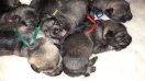 puppies : CH --  5 days old