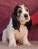 Lambada z Romoru 7 weeks old