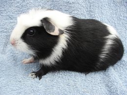 Mercedes Cavia Bohemia