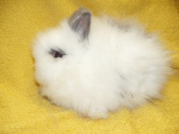 Noma z Cavia Zahva