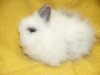 Noma z Cavia Zahva