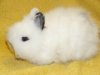 Fanka z Cavia Zahva