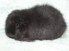 Lisska z Cavia Zahva