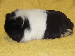 Yika z Cavia Zahva