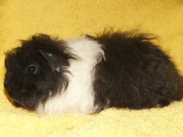 Cansas z Cavia Zahva