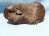 Forest z Cavia Zahva