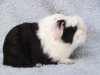 West Wild z Cavia Zahva