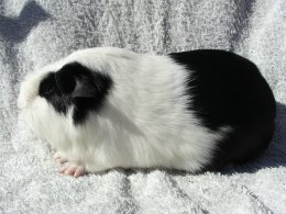 Neilou z Cavia Zahva