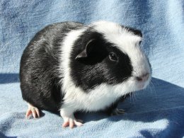 Developé z Cavia Zahva