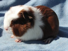 Kava z Cavia Zahva