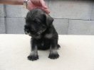 Brody Magic z Romoru