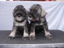 Bastien Joker  + Brody Magic Bastien Joker  + Brody Magic