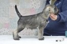 Cherif z Romoru for sale