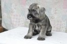 Cherif z Romoru for sale