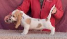 Lukrecio z Romoru 7 weeks old