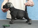 male 6 weeks old
