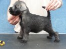 6 weeks old