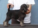 Carmen Clea z Romoru, 10 weeks old