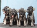 Puppies 10weeks  old