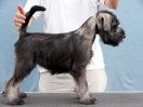 Cataline z Romoru , 12 weeks old