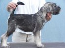 Coca Cola z Romoru, 12 weeks old