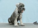 Corádo Cool z Romoru , 12 weeks old