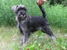 Carmen Clea  z Romoru , 3 months old