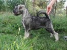 Coca Cola z Romoru, 4 months  old