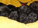 puppies 8.days old