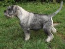 Dencer Dior z Romoru, 3,5 month old