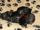 puppies born.22.2.2014  3 days old