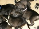puppies 1 week old