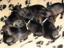 puppies 1 week old