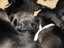 puppies 1 week old