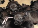 puppies 1 week old
