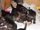 puppies 23 days old