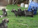 31 days old