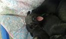 puppies 2,5 weeks old