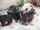 puppies along with her grandmother 12.5 year
