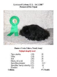 Bueto z Cavia Zahva Z Cavia Zahva