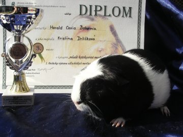 Harald Cavia Bohemia Z Cavia Zahva