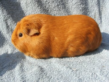 Lonely od Letohrádku Z Cavia Zahva