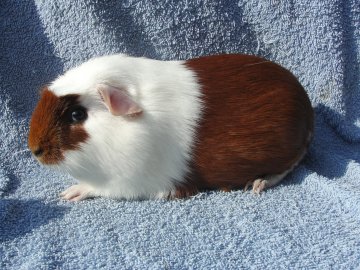 Jesica Cavia Bohemia Z Cavia Zahva