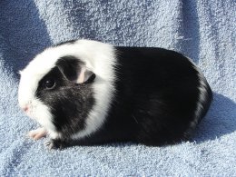 Mercedes Cavia Bohemia Z Cavia Zahva