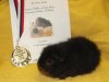 Lillisáda z Cavia Zahva Z Cavia Zahva