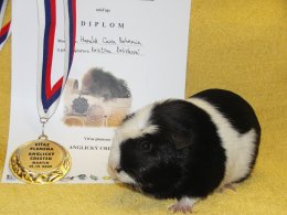 Harald Cavia Bohemia Z Cavia Zahva