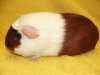 Jessica Cavia Bohemia Z Cavia Zahva